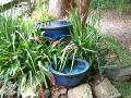 Blue pots